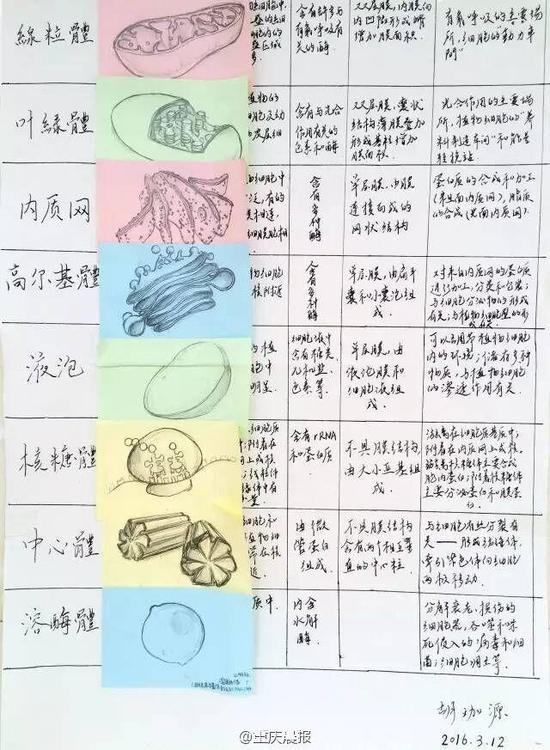 重庆高三学霸生物笔记走红 手绘图逆天(图)