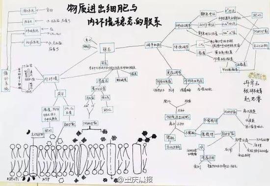 重庆高三学霸生物笔记走红 手绘图逆天(图)